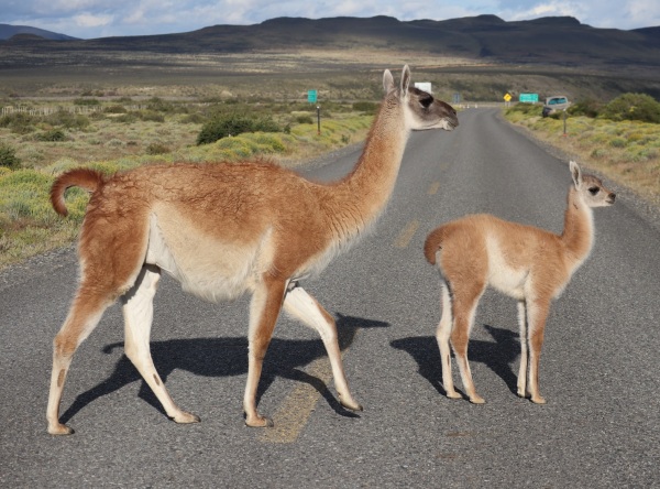 Image of a Guanaco