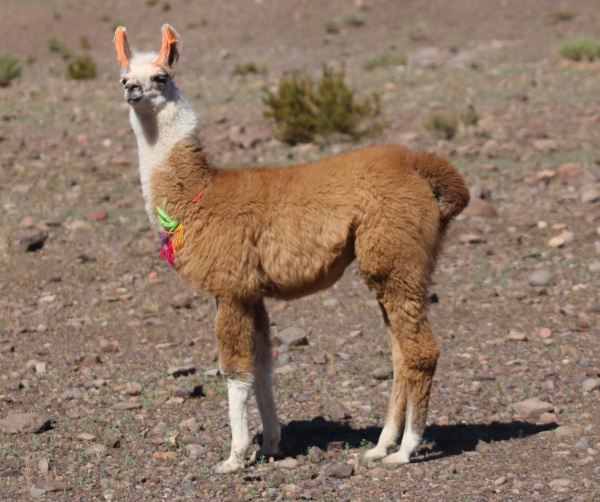 Image of a Llama