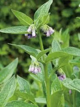 Image of Comfrey showing the leaves and flowers