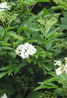 Image of Elderberry showing leaves and flowers