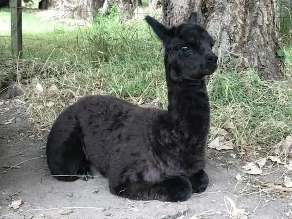 Te Korito Sooty, a two month old alpaca cria