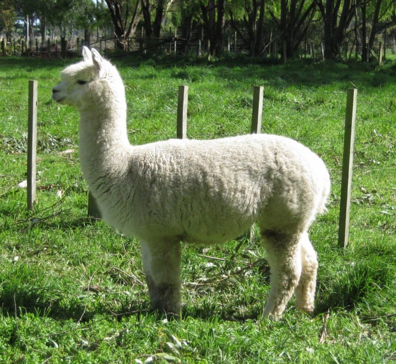 What is an alpaca? Past and present.