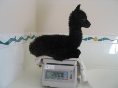 Tiny Tim, the world's smallest known surviving alpaca twin