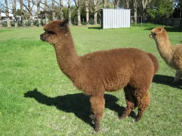 Image of an alpaca