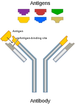 Diagram of a typical antibody and antigens