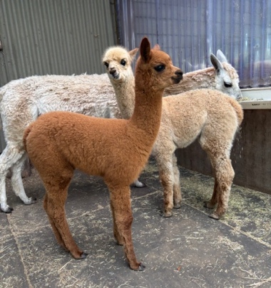 The crias Mocca and Kamal posing in the shelter