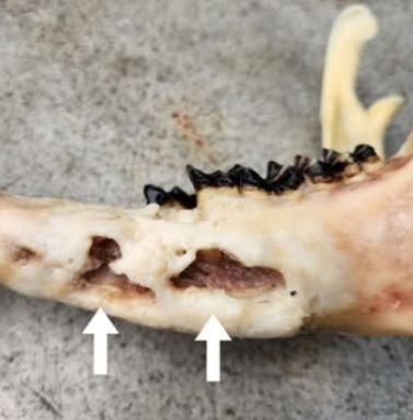 Lower jaw showing damage to the bone structure
