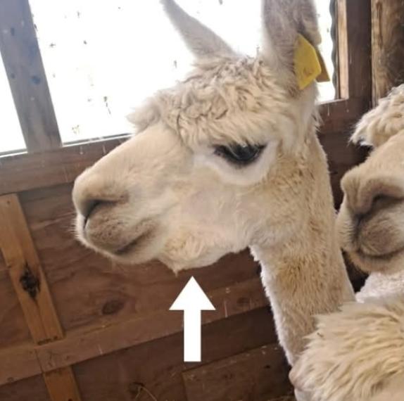 The crias Mocca and Kamal posing in the shelter