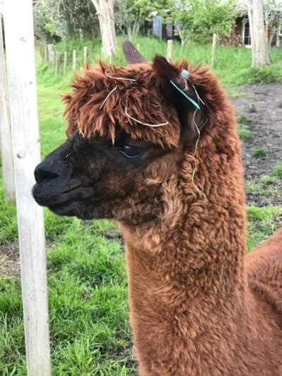 Sunsetestates Bastille - a fine densely fleeced brown stud male at Te Korito Alpacas