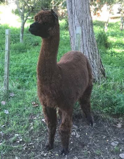 Sunsetestates Bastille - a fine densely fleeced brown male