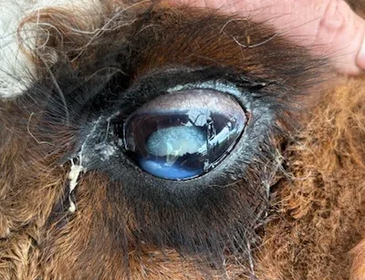 An alpaca showing lens cataracts