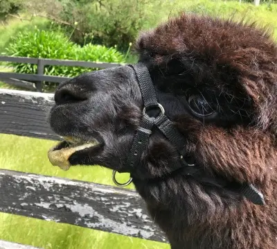 Alpaca trying to regurgitate kibble