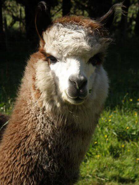 Minffordd Dean - a finely fleeced rose-grey stud alpaca