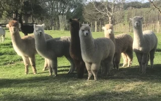 Image of some Te Korito alpacas