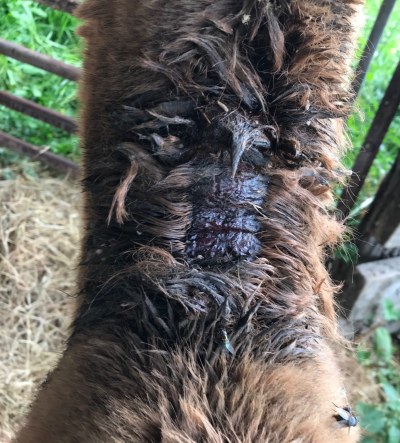 Fly strike - Maggots seen in fleece on back of neck