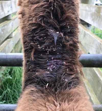 Fly strike - Maggots emerging from fleece on back of neck after spraying with insecticide