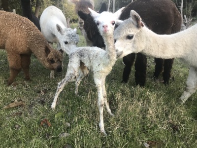 Te Korito Freya - three hours old