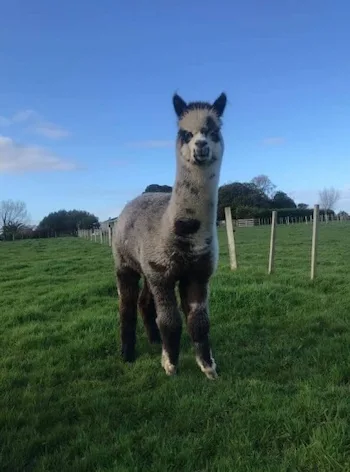 Te Korito Nimbus on a fine day