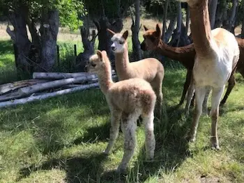 Indigo watching over a three day old Kandis