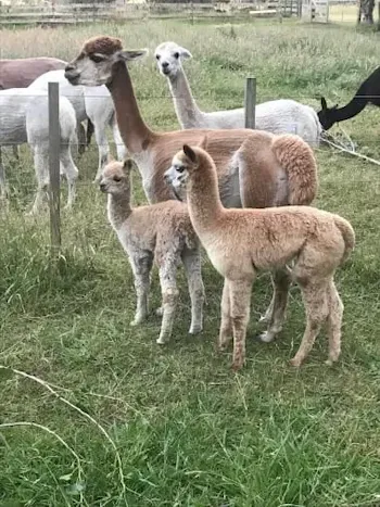 Kandis with her dam, Kalarni, with Indigo