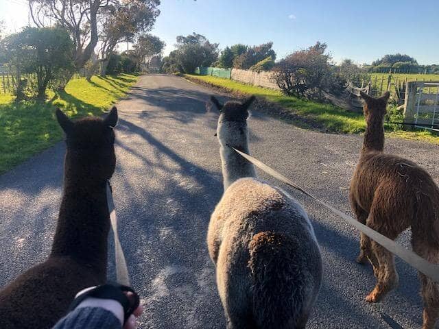 Liquorice, Nimbus and Vincent keenly walking on a local road.