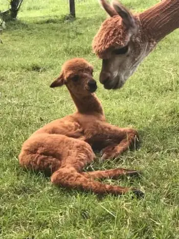 Cheyenne being examined by Kalarni