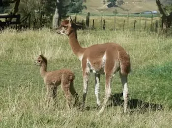 Cambridge Lily with her new cria, Poppy