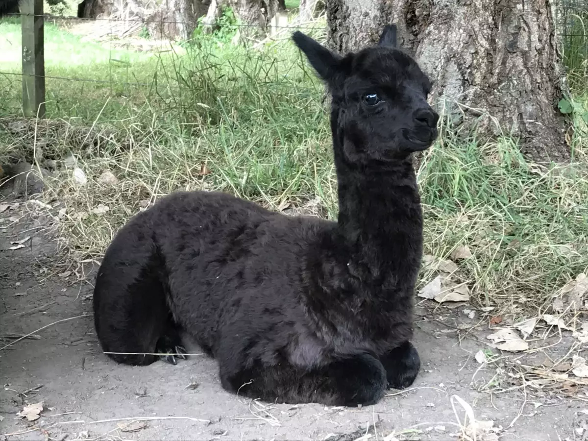 Sooty, with his lustrous fleece, the latest cria from Saffron