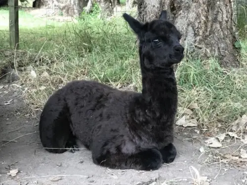 Photograph from Te Korito Alpacas