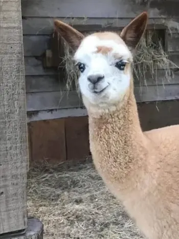 Te Korito Indigo with his big blue eyes