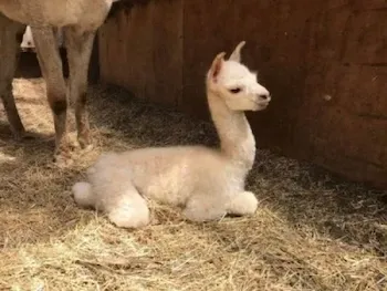 Te Korito Zaria at one day old