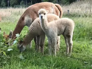 Lily, Indigo and Kandis enjoying poplar leaves