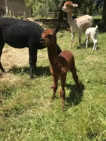 Te Korito Sioux at two days, Zaria feeding from Poppy in the background