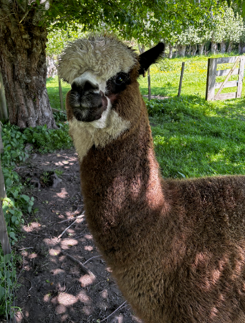 Kokomo - full portrait view