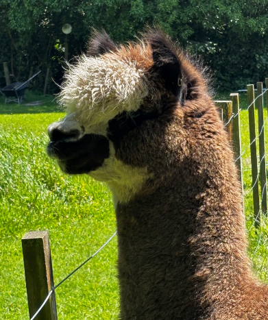 Kokomo head close-up