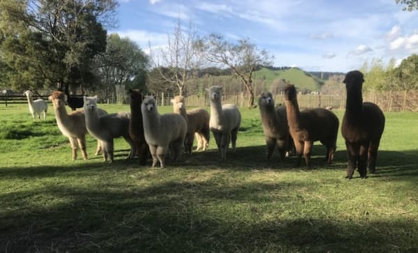 Image of Te Korito Alpacas