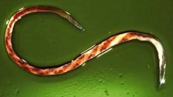Haemonchus contortus, the Barber's pole worm
