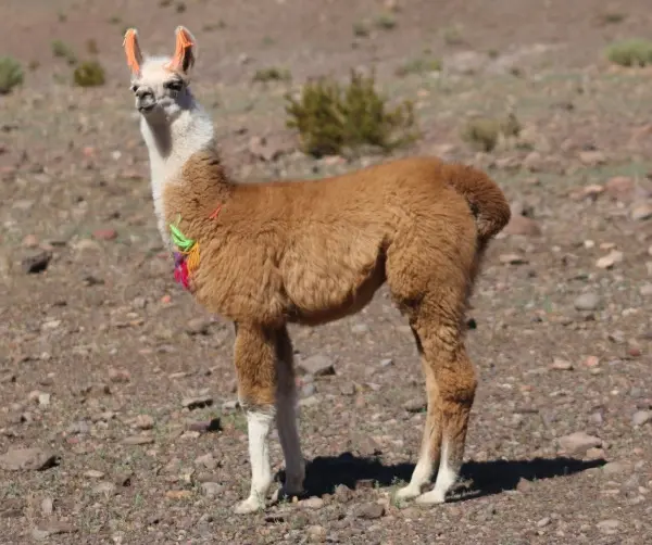 What is an alpaca? Past and present.