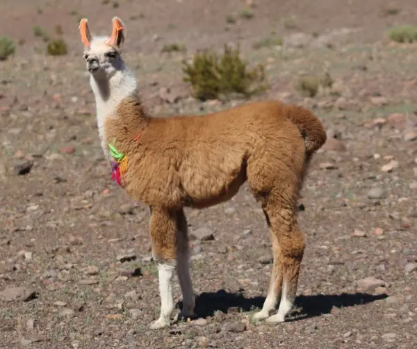 What is an alpaca? Past and present. What is an alpaca? Past and present.