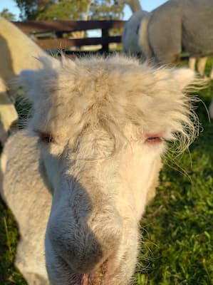 Alpaca showing clear symptoms of pink eye