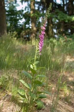 Image of Foxglove showing leaves and flowers