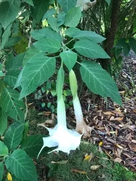 Image of Angel Trumpets showing flowers and leaves