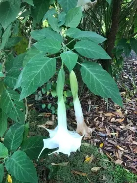 Image of Angel's Trumpet showing flowers and leaves