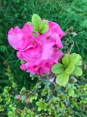 Image of an Azalea showing flowers and leaves