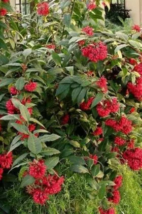 Image of Cestrum elegans (Red Cestrum) showing flowers and leaves