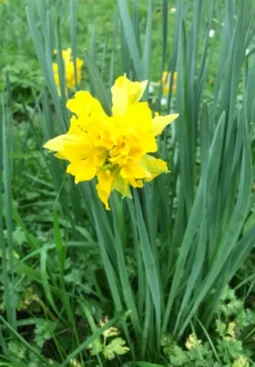Image of Daffodil plants showing the leaves and flowers