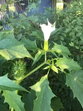 Image of Datura showing flowers and leaves