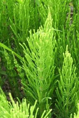 Image of the Field Horsetail showing the fronds