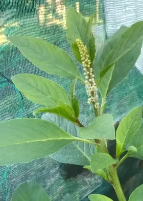 Image of the Inkweed plant showing leaves and berries