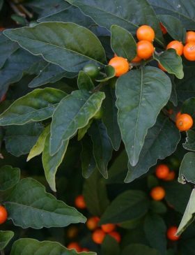 Image of Jerusalem cherry showing the leaves and berries